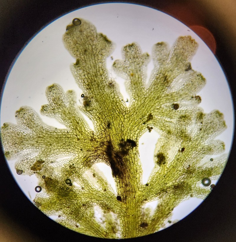 Riccardia multifida photo 6