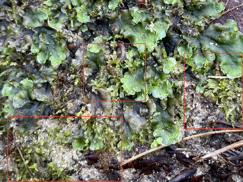 Riccardia multifida photo 7
