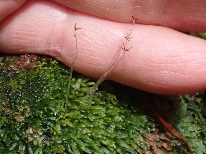 Riccardia palmata