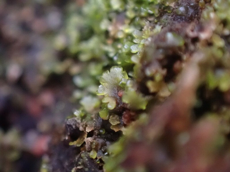 Riccardia palmata photo 2