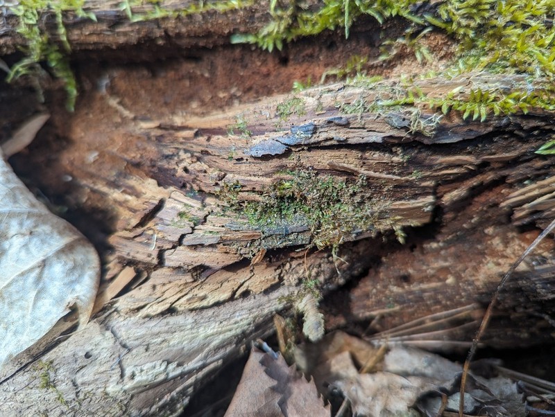 Riccardia palmata photo 3