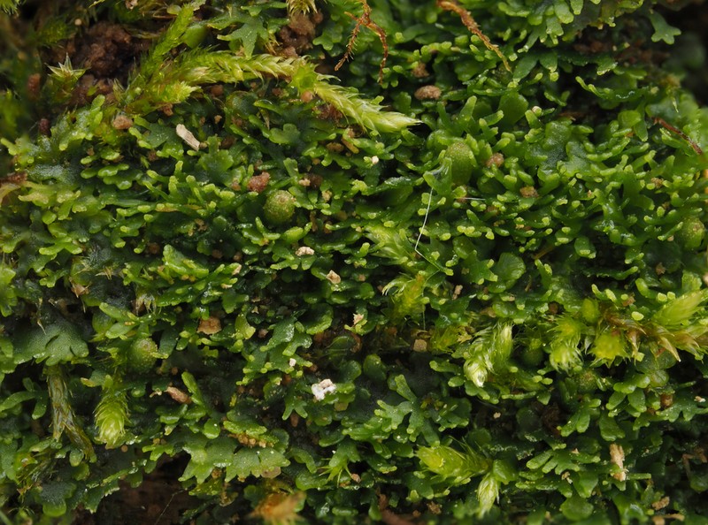 Riccardia palmata photo 4