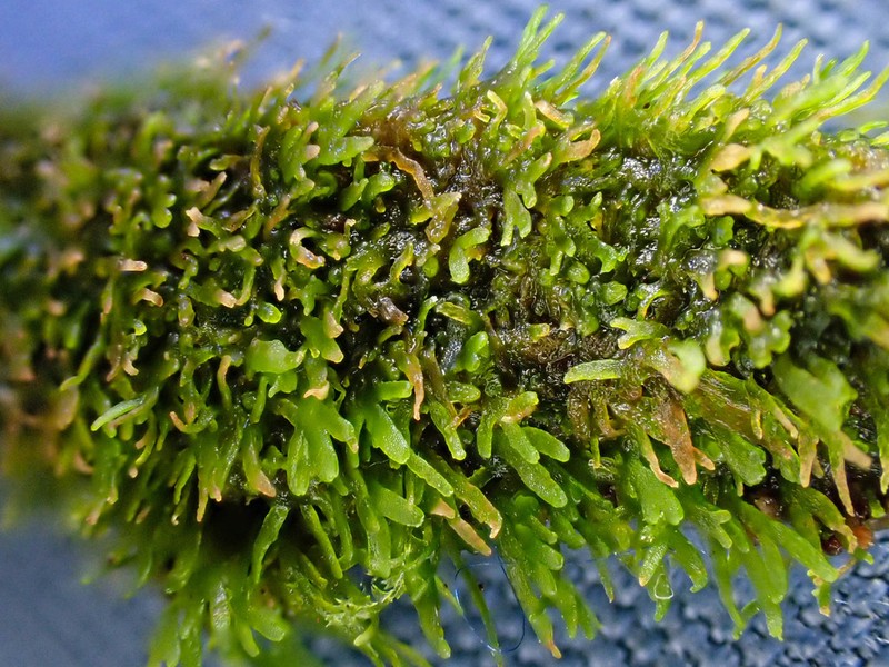 Riccardia palmata photo 5