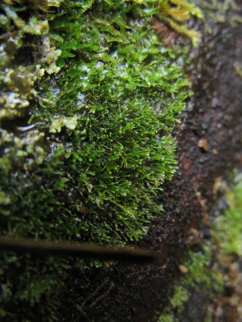 Riccardia palmata photo 6
