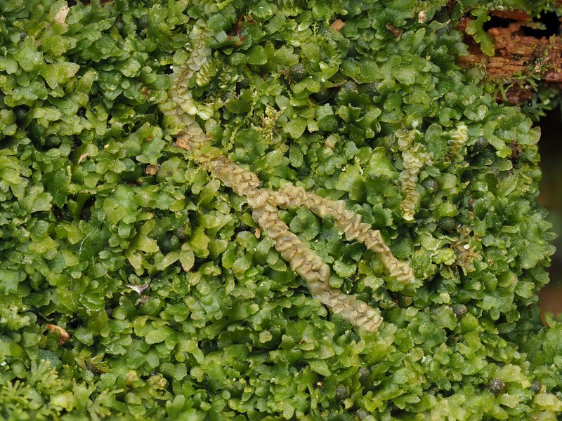 Riccardia palmata photo 7