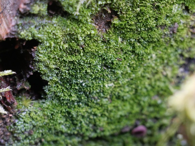 Riccardia palmata photo 8