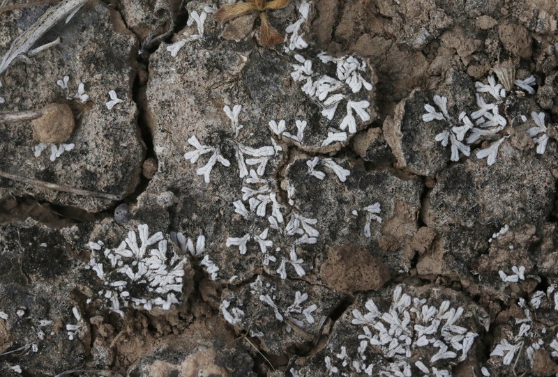 Riccia albida