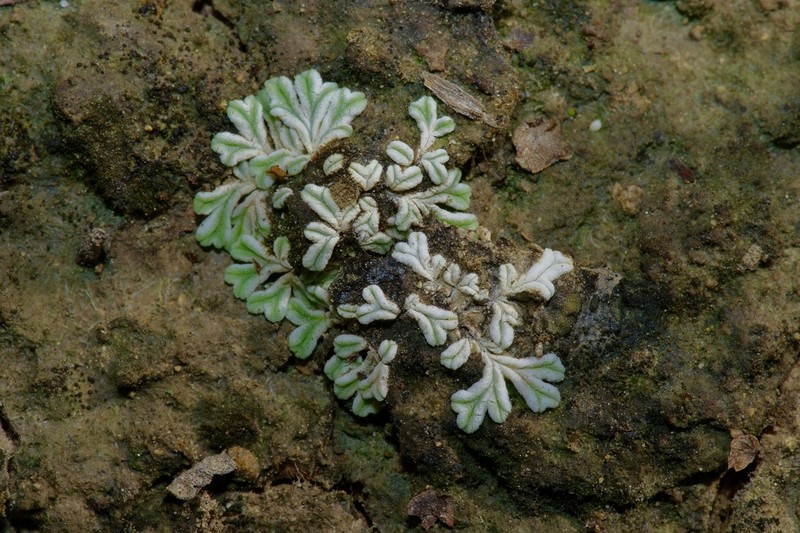Riccia albida photo 2