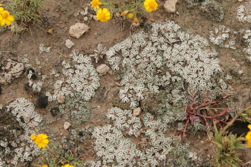 Riccia albida photo 3