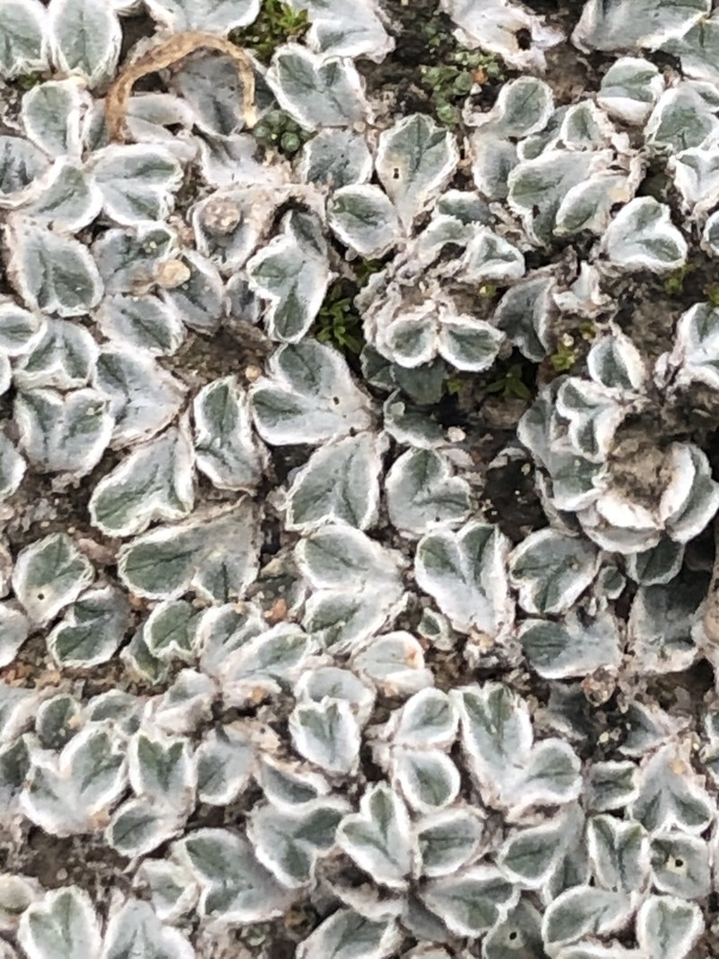 Riccia albida photo 4