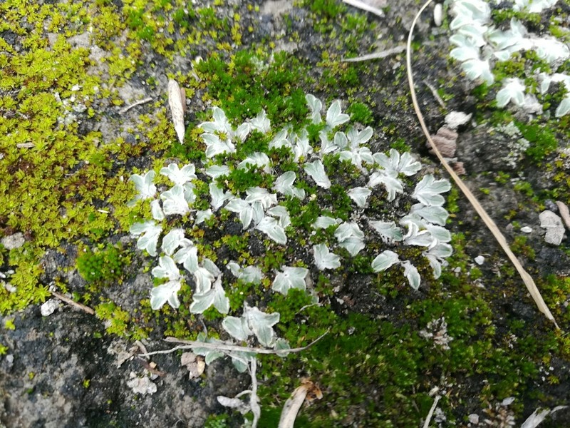 Riccia albida photo 5