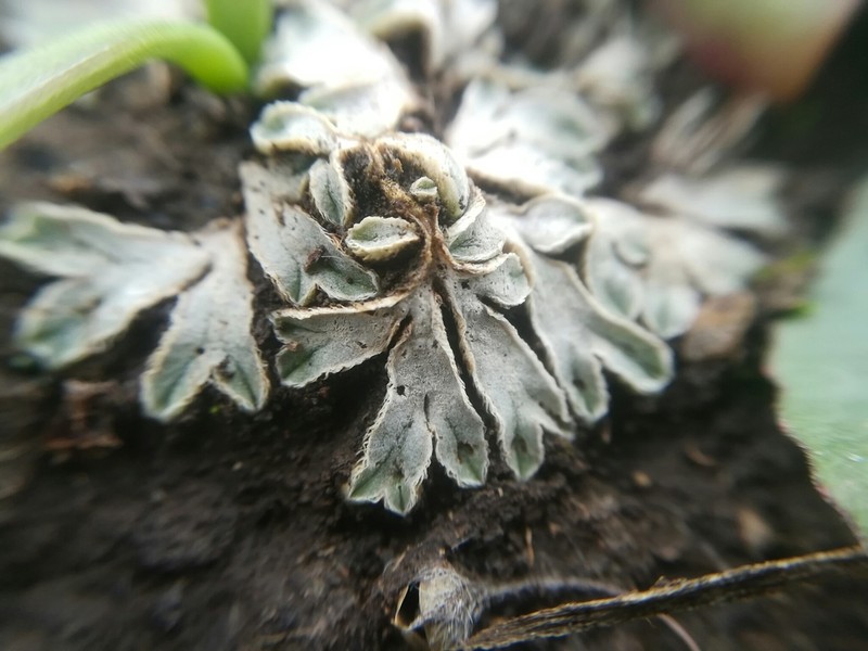 Riccia albida photo 6