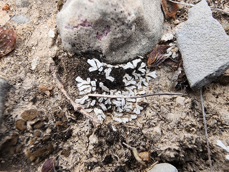 Riccia albida photo 7