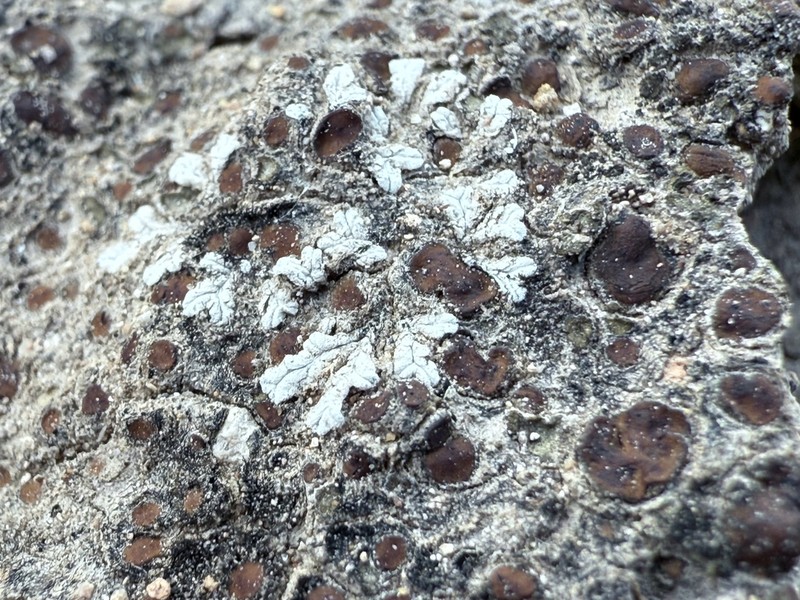 Riccia albida photo 8