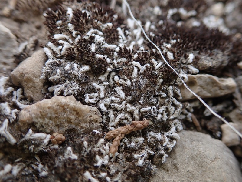Riccia albolimbata