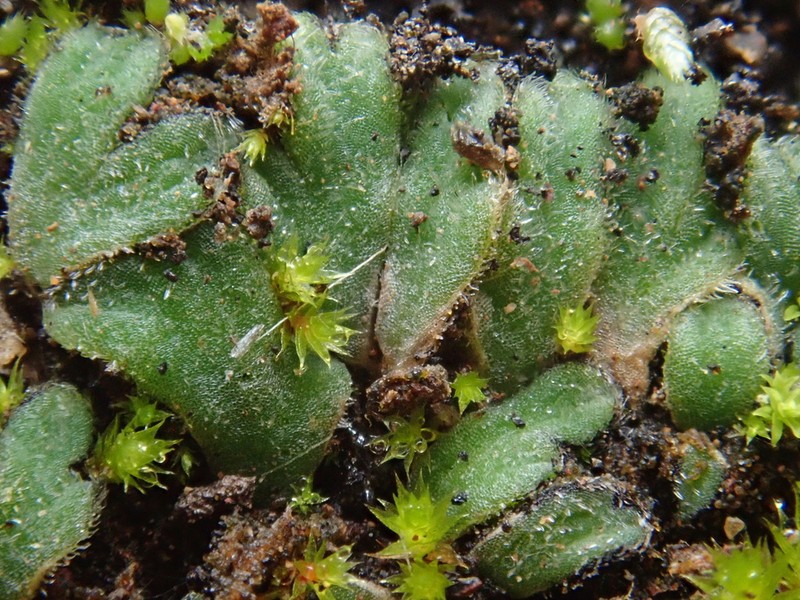 Riccia atromarginata