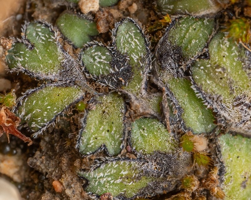 Riccia atromarginata photo 2