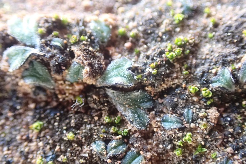 Riccia atromarginata photo 3