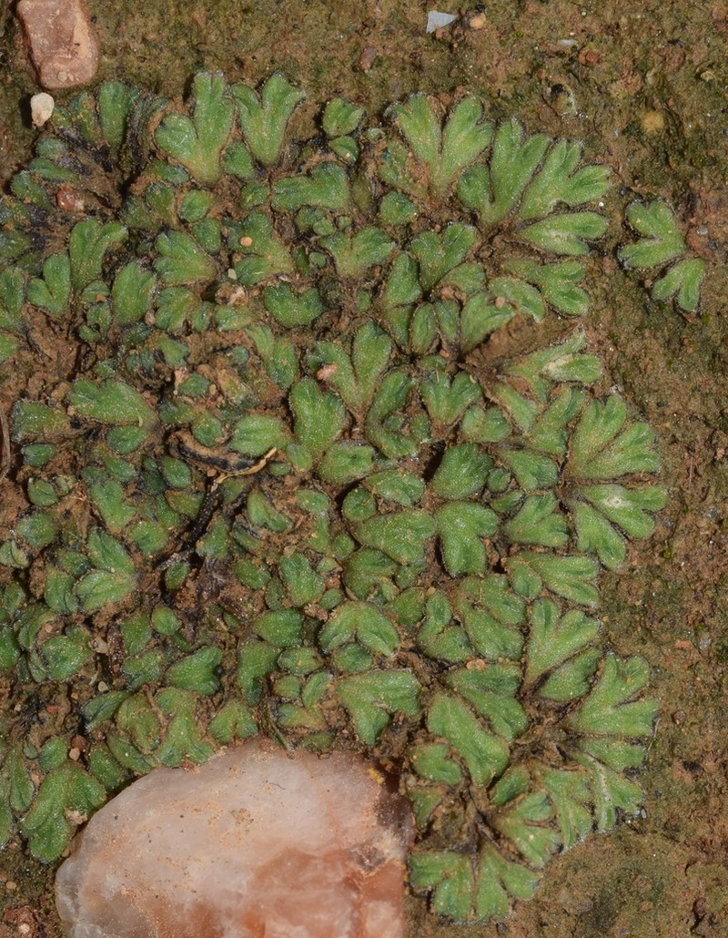 Riccia atromarginata photo 4