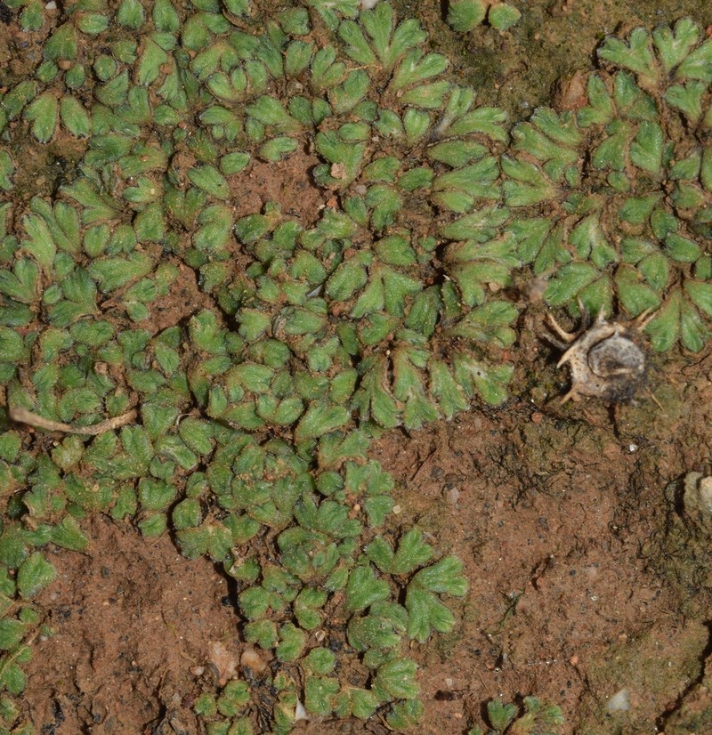 Riccia atromarginata photo 6