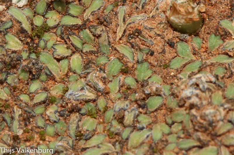 Riccia atromarginata photo 7