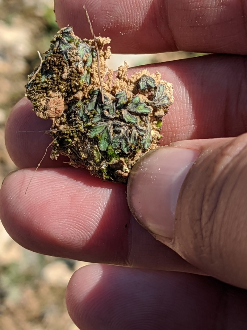 Riccia atromarginata photo 8