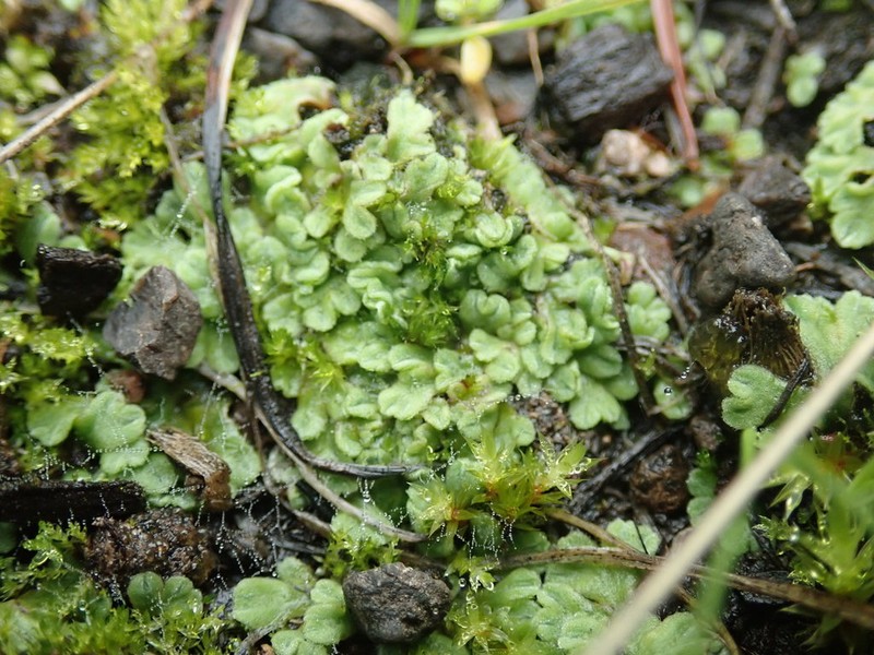 Riccia beyrichiana photo 2