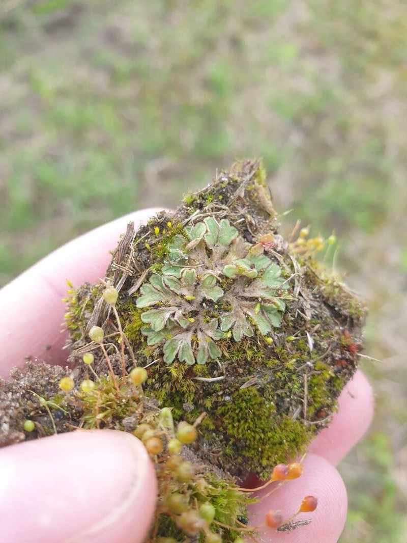 Riccia beyrichiana photo 3