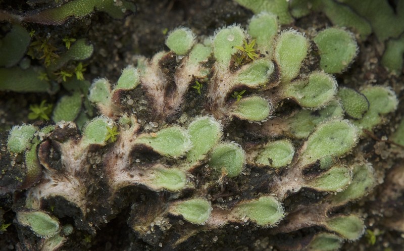 Riccia beyrichiana photo 4
