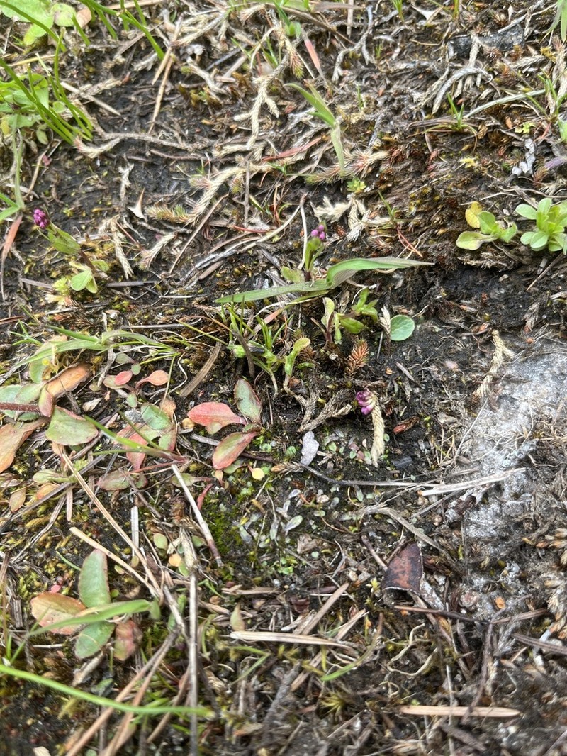 Riccia beyrichiana photo 5