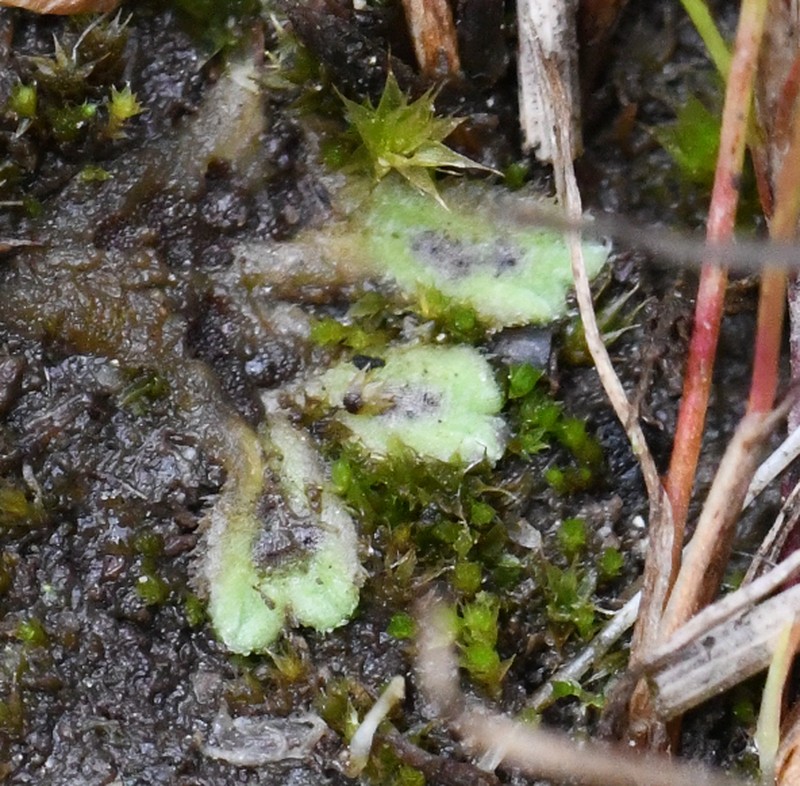 Riccia beyrichiana photo 6