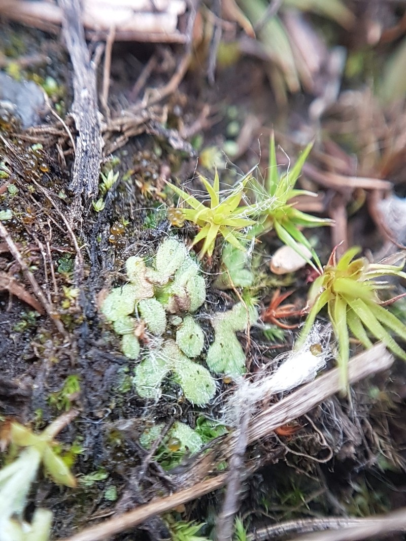 Riccia beyrichiana photo 7