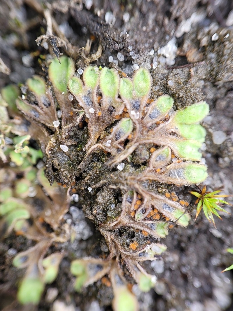 Riccia beyrichiana photo 8
