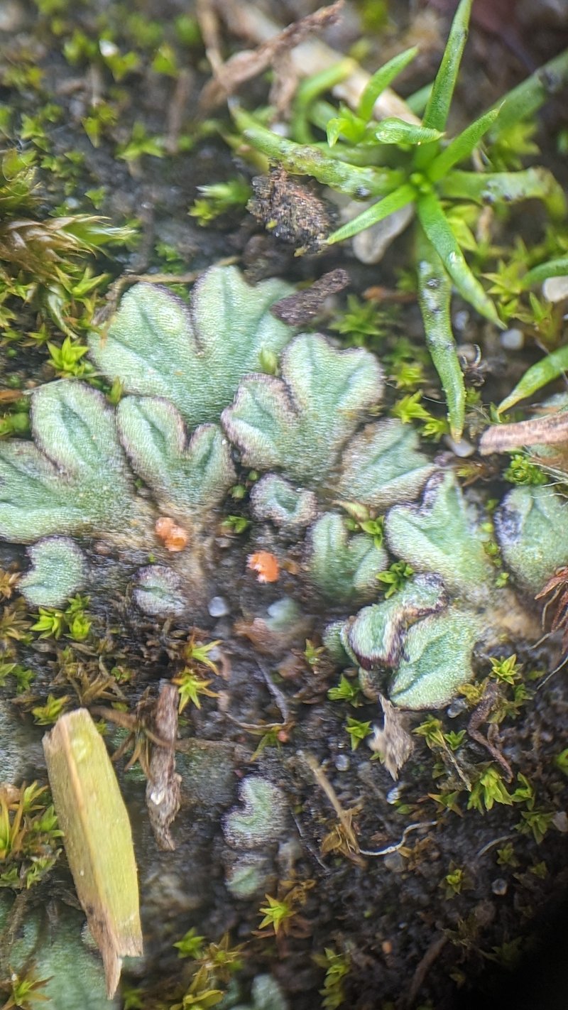 Riccia bifurca