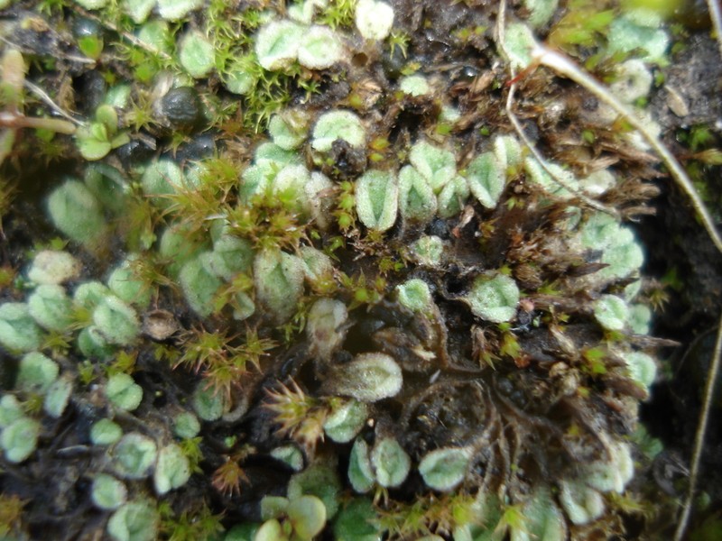 Riccia bifurca