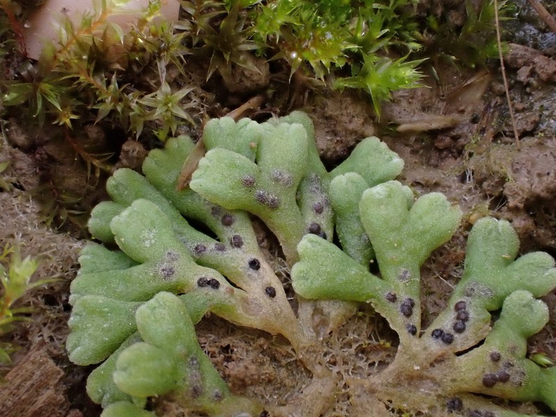 Riccia bifurca photo 2