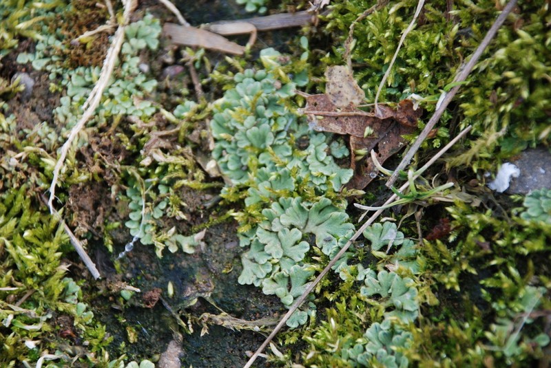 Riccia bifurca photo 3