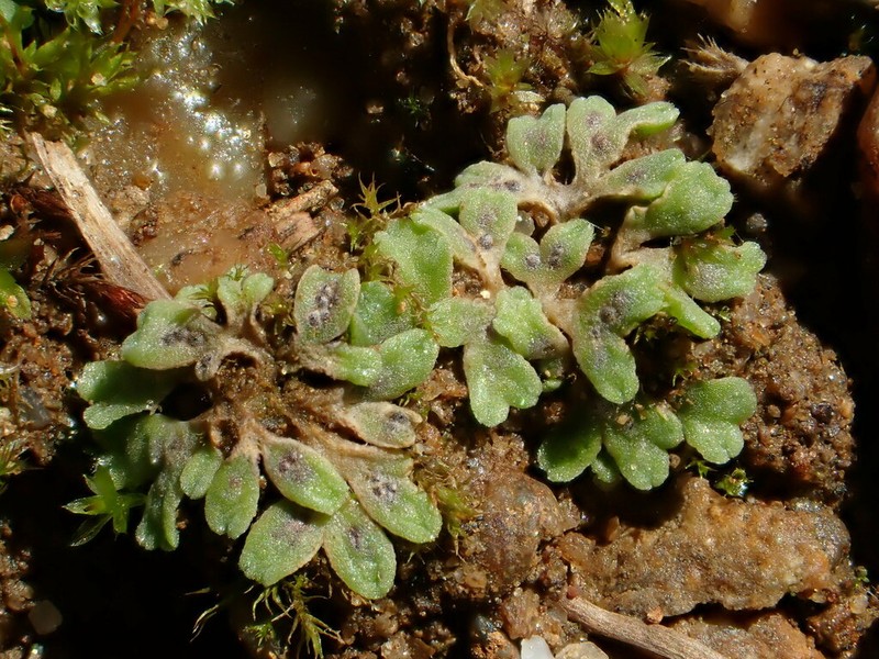 Riccia bifurca photo 4