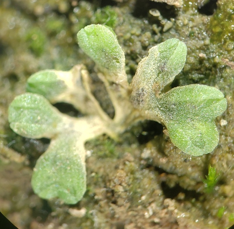 Riccia bifurca photo 5