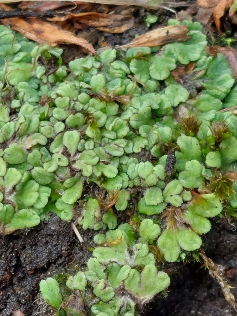 Riccia bifurca photo 6