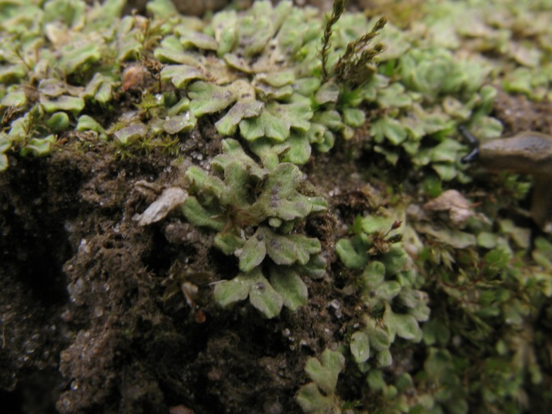 Riccia bifurca photo 7