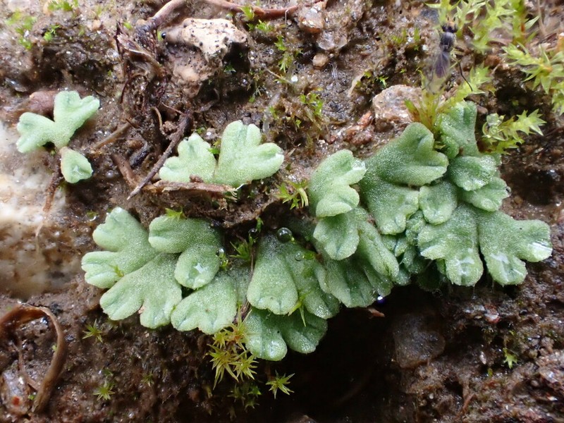 Riccia bifurca photo 8