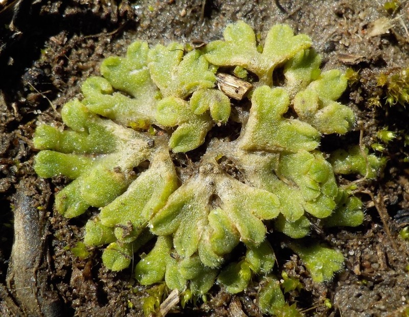 Riccia californica