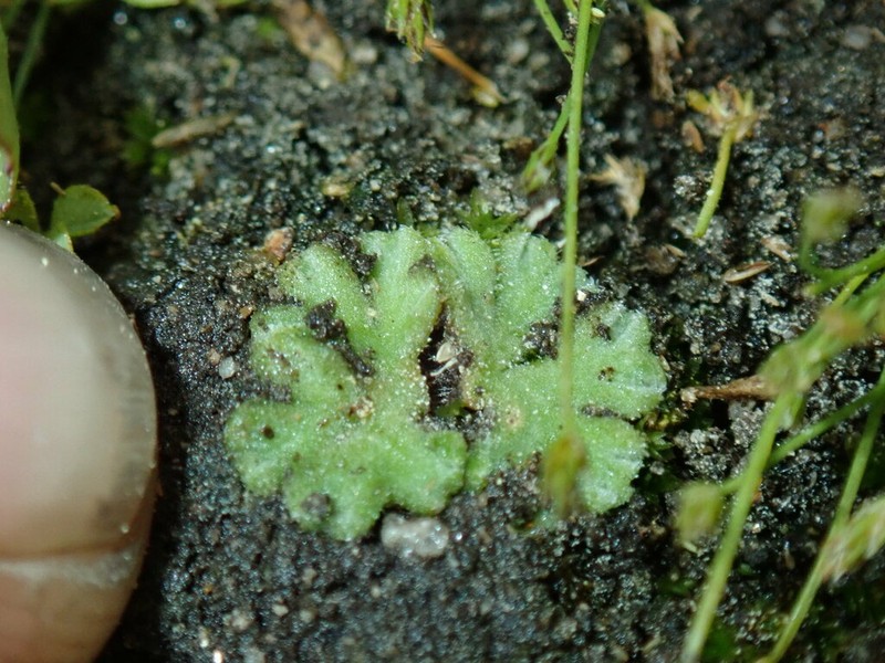 Riccia californica photo 2