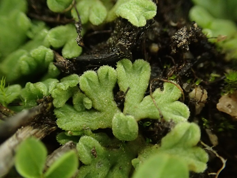 Riccia californica photo 3