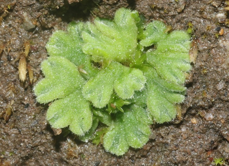 Riccia californica photo 4