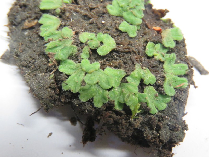 Riccia californica photo 5