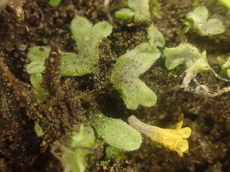 Riccia californica photo 6