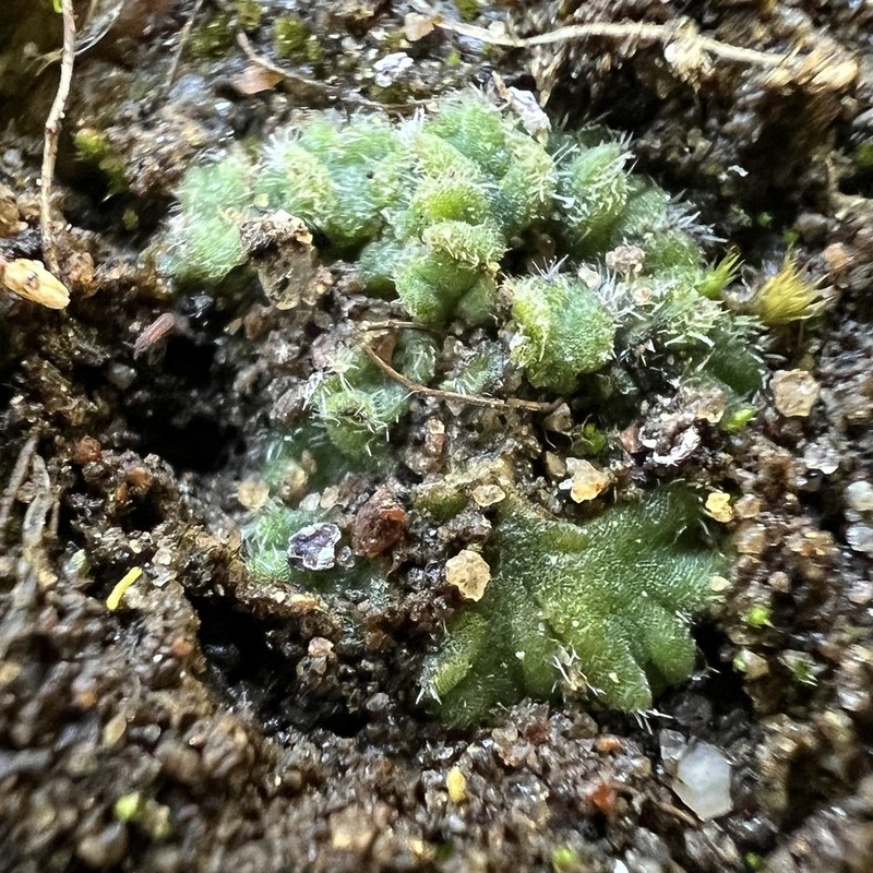 Riccia californica photo 7