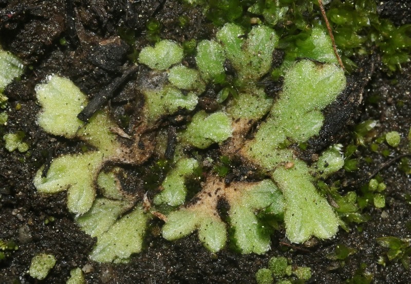 Riccia californica photo 8